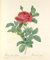 Poster Affiche Rose Planche Illustration Botanique Ancienne Fleurs