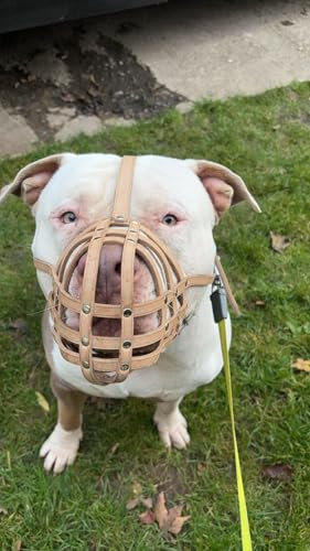 Maulkorb aus echtem Leder für American Bully, Bully XL und andere ähnliche Schnauzen (braunes Leder, AB2)