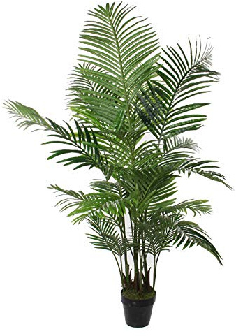 Mica 203 Areca Palmier Vert