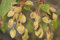 Flatterulme Ulmus laevis Pflanze 15-20cm Flatterrüster Flatter-Ulme Ulme Rarität