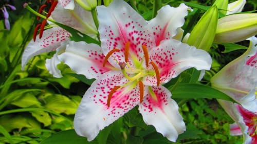 Lilien zwiebeln Lilienzwiebeln Leuchtende Farben lilium asiaticum Pflanzen Extrem kältebeständig