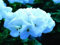 15 Semillas semillas de geranio Saturno White Lightning