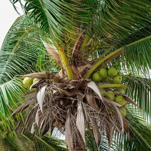 30 pz semi di piante reali di palma da cocco, semi biologici, semi di piante esotiche, semi di palma da cocco (Cocos nucifera) piante esotiche, piante in vaso resistenti alberi da