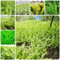 65 pcs schwertfarn samen winterharte kübelpflanzen Nephrolepis exaltata, gewächshaus balkon exotische pflanzen winterhart dekoration wohnzimmer wilder wein winterhart garten geschenk