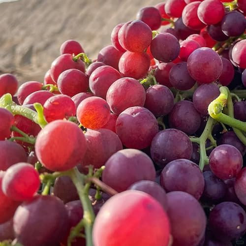 100 pcs Weintrauben Pflanzen Winterhart Samen Bonzai Baum Pflanztopf Winterharte Kübelpflanzen Trauben Pflanzen, Trauben Kernlos Bonsai Tree Indoor Garten Geschenk Pflanzendeko Mini