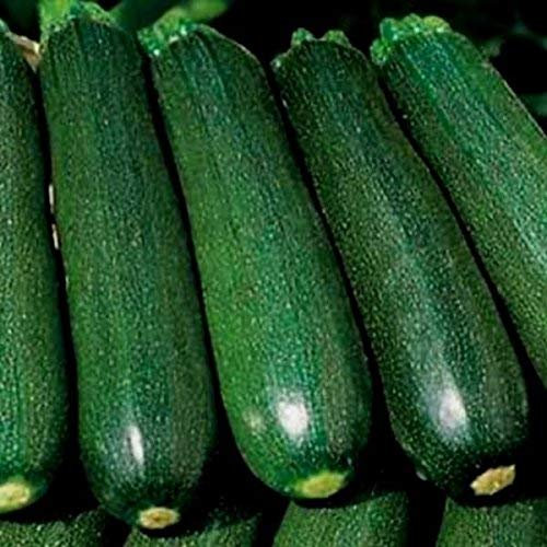 10 Samen von Squash - Zucchini Tsuboda : Seeds Only