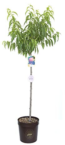 Vannucci Piante - Prunus persica var. nucipersica (Pesco), Pianta vera in vaso, Pianta da esterno