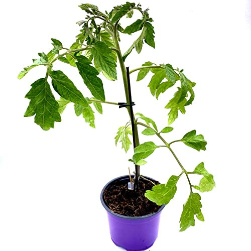 veredelte Mini San-Marzano Tomaten-Pflanze Caprese