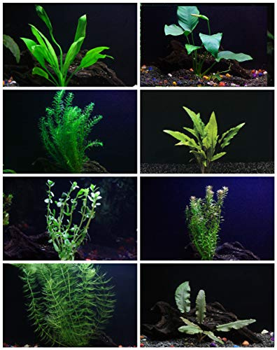 Aquarium Plants Discounts - Plantes pour aquarium avec plus de 30 tiges – 8 espèces – Anacharis, Amazon, Rotala, Ludwigia et plus encore