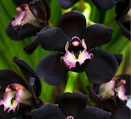 Mr.seeds 100 PCS único Negro Cymbidium Semillas Faberi Semillas de flores jardín de flores Las plantas con flores Semillas Flor de la orquídea