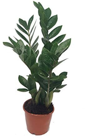 Glücksfeder, (Zamioculcas zamiifolia), Zamie, Zamia Farn, Zamia Palme, pflegeleichte Zimmerpflanze (ca. 50cm hoch im 14cm Topf)