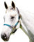 Kincade Leder-Halfter mit Seil, Cob Hunter