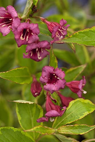 Weigela florida 'Brigela' 60–100 cm – Winterhart, Mehrjährig, Pflegeleicht – Weigelie – Heckenpflanze für Garten & Sichtschutz