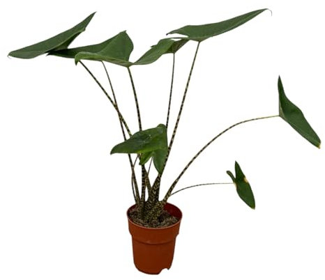Trendyplants - Alocasia Zebrina - Zimmerpflanze - Höhe 70-90 cm - Topfgröße Ø19cm