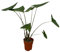 Trendyplants - Alocasia Zebrina - Zimmerpflanze - Höhe 70-90 cm - Topfgröße Ø19cm