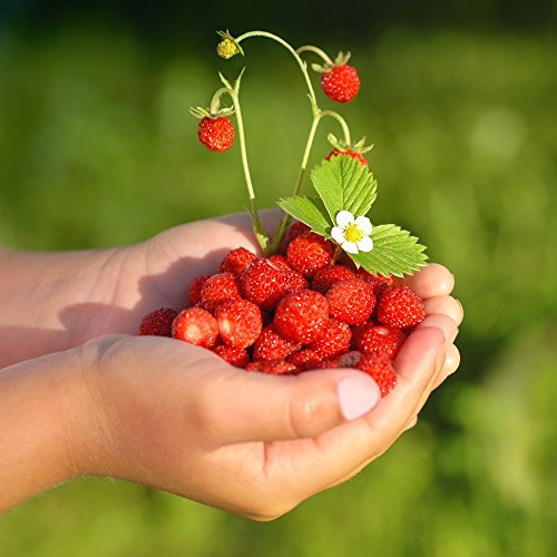Semillas de Rugia Wild Strawberry - Fragaria vesca