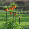 4 Stück kaiserkronen - zwiebeln knollen mehrjährig kaiserkrone zwiebel Fritillaria - Seltene Pflanzen serie - blumenzwiebeln frühblüher wildblumen gärtnern frühblüher zwiebeln blumenzwiebel