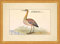 Biller Antik UN Dummel Tubo Pompino Viola Uccello Acquario Leonhardt Baldner 007 Incorniciato