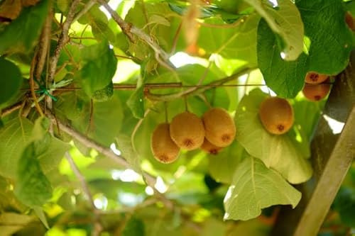 Selbstfruchtende Kiwi-Pflanze, Actinidia deliciosa, Winterhart, Großfruchtig, 1 Stück, Mehrjährig, Für Garten