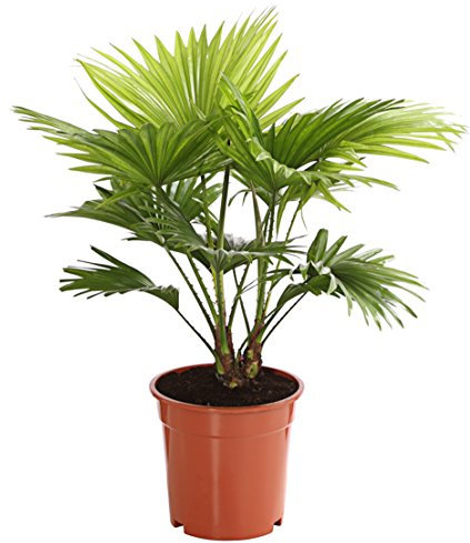 Dehner Rundblättrige Schirmpalme, fächerartige Blätter, ca. 60-70 cm, ca. 17 cm Topf, Zimmerpalme