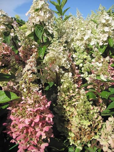 Rispenhortensie Pinky Winky® - Hydrangea paniculata Pinky Winky® - 40-60cm