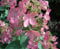 Rispenhortensie Pinky Winky® - Hydrangea paniculata Pinky Winky® - 40-60cm