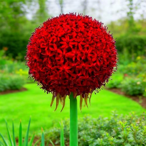 Allium Rhizom-Begrenzte Stückzahl-Originelles Design-Schick Modern-Robust Hochwertiges Geschenk-5 Allium Rhizom-A