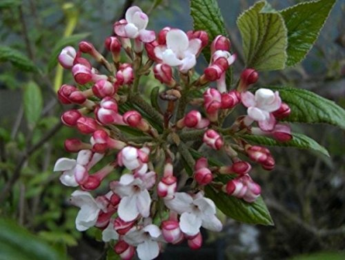 Osterschneeball Mohawk - Wintergrüner Duftschneeball - Viburnum burkwoodii - Vanille Duft (30-40)