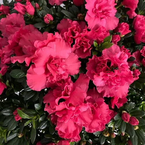 200 pz semi di balcone resistenti di azalea, Piantare piante a fioritura precoce, piante da esterno semi di rododendro - Rhododendron simsii - fiori per balcone, semi biologici regalo