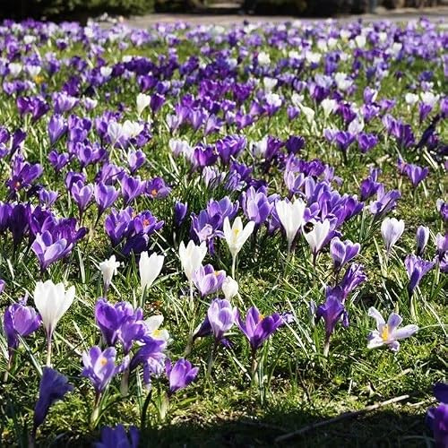 Natural Bulbs Krokus Mix Violett-Weiss - BIO 100 Krokuszwiebeln aus Holland | Eine Sorte, drei Farbtöne, ein atemberaubendes Erscheinungsbild