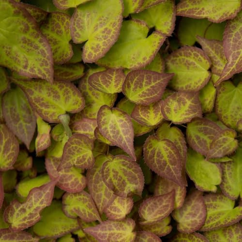 Elfenblume Epimedium perralchicum Frohnleiten – 6 Pflanzen – Wintergrüne Staude für Schatten & Halbschatten – Bodendecker für Garten & Beet – 10-25cm – Ø9cm – Pflegeleicht