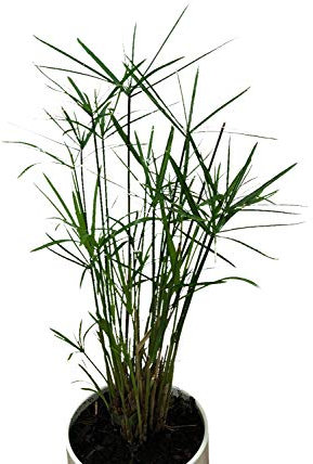 1000 Samen Zypergras (Zimmer-Zyperngras) Cyperus alternifolius WASSER-PALME