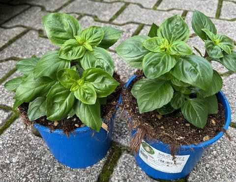 Basilico artico su vaso 14 in confezione da 2 piante