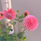 dahlien knollen winterhart - zwiebeln frisch dahlia dahlien zwiebeln -dalienknollen winterhart mehrjährige zwiebel winterharte stauden mehrjährig dauerblüher bodendecker winterhart 6pcs