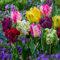 25x Papagei Tulpenzwiebeln Mix, Winterhart und Mehrjährig, Mischung aus 5 Sorten, Tulpen 25 Stück fur Garten, Töpfe, Balkon, Winterharte Frühblüher aus Holland (Kein Samen) Holländische Blumenzwiebeln