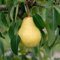 Birnenbaum Pyrus communis Williams Christ | bis zu 500 cm Wuchshöhe und 400 cm Breite | geeignet für Säfte und Frischverzehr | Liefergröße 120-160 cm