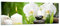Panorama Bilder auf Glas Blume aromatherapie spa Glasbild 90x30cm Wandbilder Dekoration Wohnzimmer Schlafzimmer Küche Klein Wanddeko Bild im Glas Wand Kunstdruck Art Modern Wall Decor GAB90x30-2718