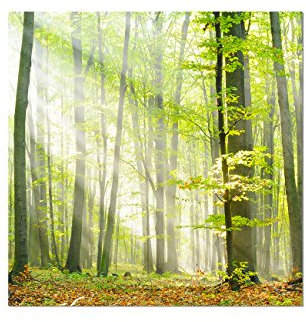 Augenblicke Wandbilder 80x80cm - Fotodruck auf Leinwand und Rahmen Wald Laub Herbst Sonnenstrahlen - Leinwandbild auf Keilrahmen modern stilvoll - Bilder und Dekoration