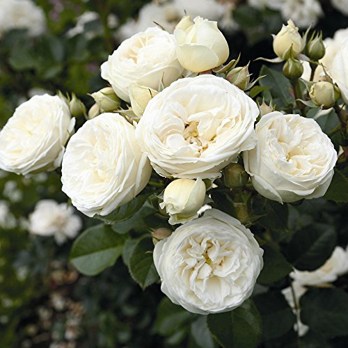 Rose Artemis Strauchrose mit Blüten-Farbe weiß bis grünlich - Winterharte Blume mit starkem Duft - Blütezeit von Juni bis Oktober von Garten Schlüter - Pflanzen in Top Qualität