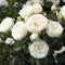 Rose Artemis Strauchrose mit Blüten-Farbe weiß bis grünlich - Winterharte Blume mit starkem Duft - Blütezeit von Juni bis Oktober von Garten Schlüter - Pflanzen in Top Qualität