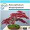 SAFLAX - Confezione regalo - Acero palmato rosso - 20 semi - Acer palmatum atropurpureum