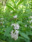 20 semillas menta salvaje Seeds (Mentha arvensis) AK Un Campo de menta, la menta salvaje, maíz menta