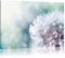 Pixxprint Zauberhafte Pusteblume, Größe: 100x70cm, Leinwandbild, fertig gespannt, Wandbild, Dekoration, Kunstdruck, kein Poster