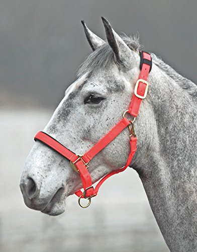 Shires Topaz Nylon Halter with BREAEKAWAY (Orange, Small Pony)