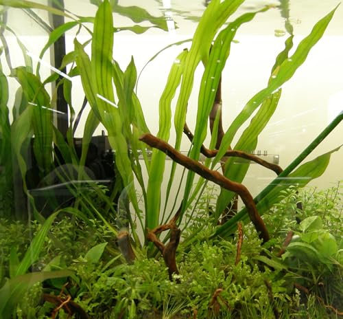 Set für 50 l Aquarium Pflanzen, Kies, Deko (XXVII)