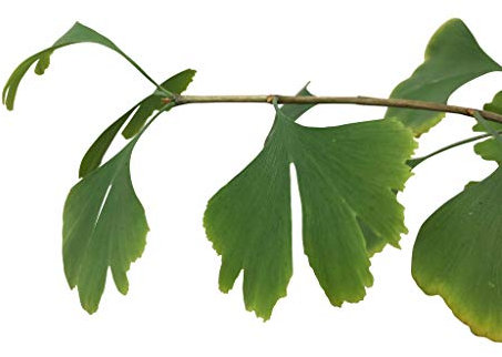 10 Große-Frische Ginkgo Samen -Ginkgo biloba- ***Kann über 1000 Jahre alt werden und 40 Meter hoch***
