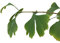 10 Große-Frische Ginkgo Samen -Ginkgo biloba- ***Kann über 1000 Jahre alt werden und 40 Meter hoch***