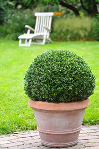 Ilex Dark Green® - Ilex crenata - Stechpalme Winterbeere Buchsbaum-Ersatz dunkel-grün schnittverträglich winterhart - Hecken-Pflanze von Garten Schlüter (ø15-20 cm Pflanze) - Pflanzen in Top Qualität