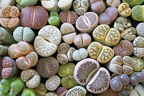 Lithops Mixed Seeds, Living Stones, Succulent