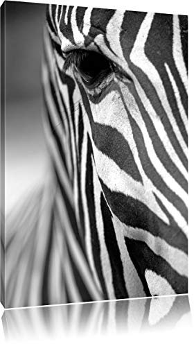 Pixxprint Zebra Nahaufnahme, Größe: 100x70cm, Leinwandbild, fertig gespannt, Wandbild, Dekoration, Kunstdruck, kein Poster